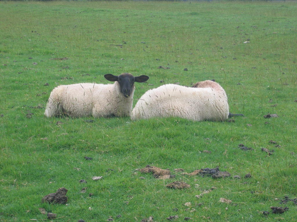 Sheep A and sheep B